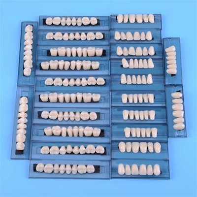 Advanced Type Dental Artificial Denture Acrylic Resin Teeth Set